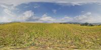 Panorama HDR  360° background nature